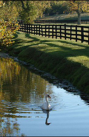 swan