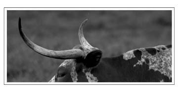 horns