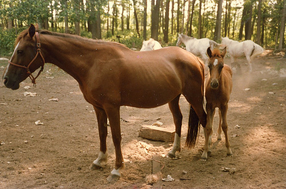0453 20210125Sawyer img444